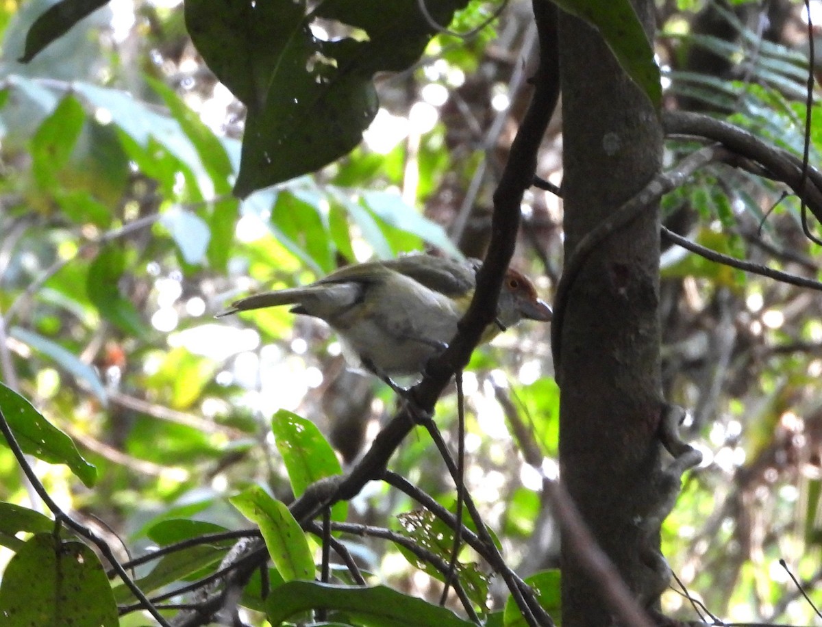 Rufous-browed Peppershrike - ML635276478