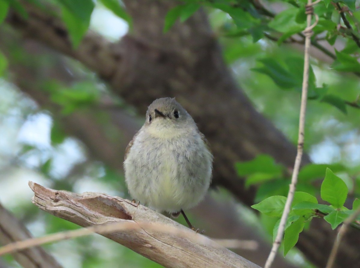 Ruby-crowned Kinglet - ML635276495