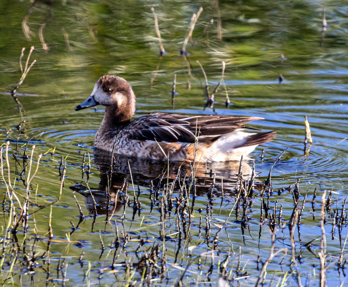 Chiloe Wigeon - ML635276510