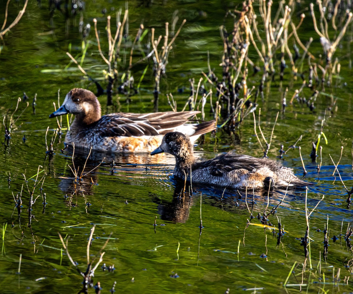 Chiloe Wigeon - ML635276511