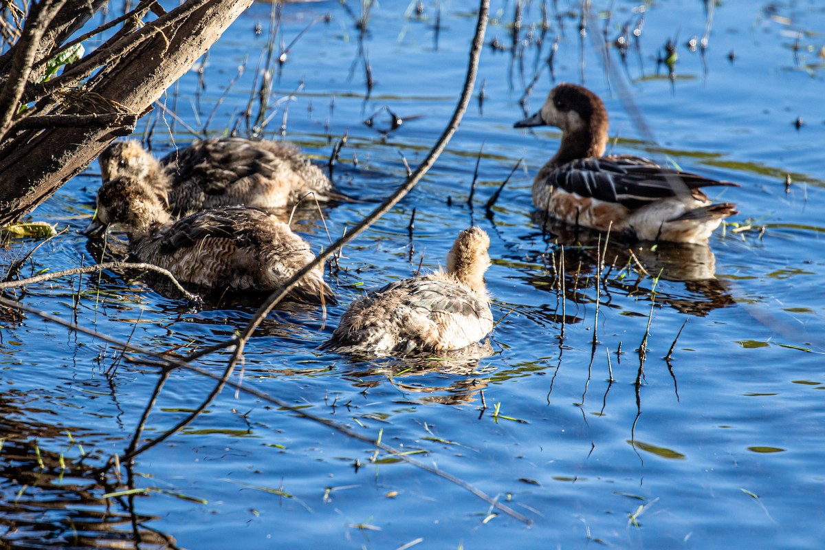 Chiloe Wigeon - ML635276512