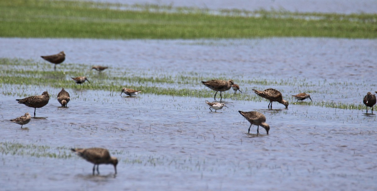 Hudsonian Godwit - ML635276709