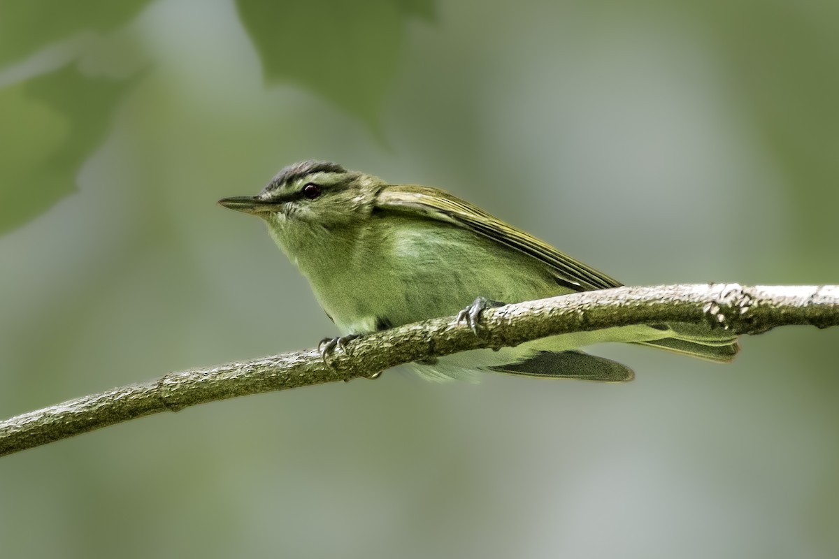 Red-eyed Vireo - ML635276740