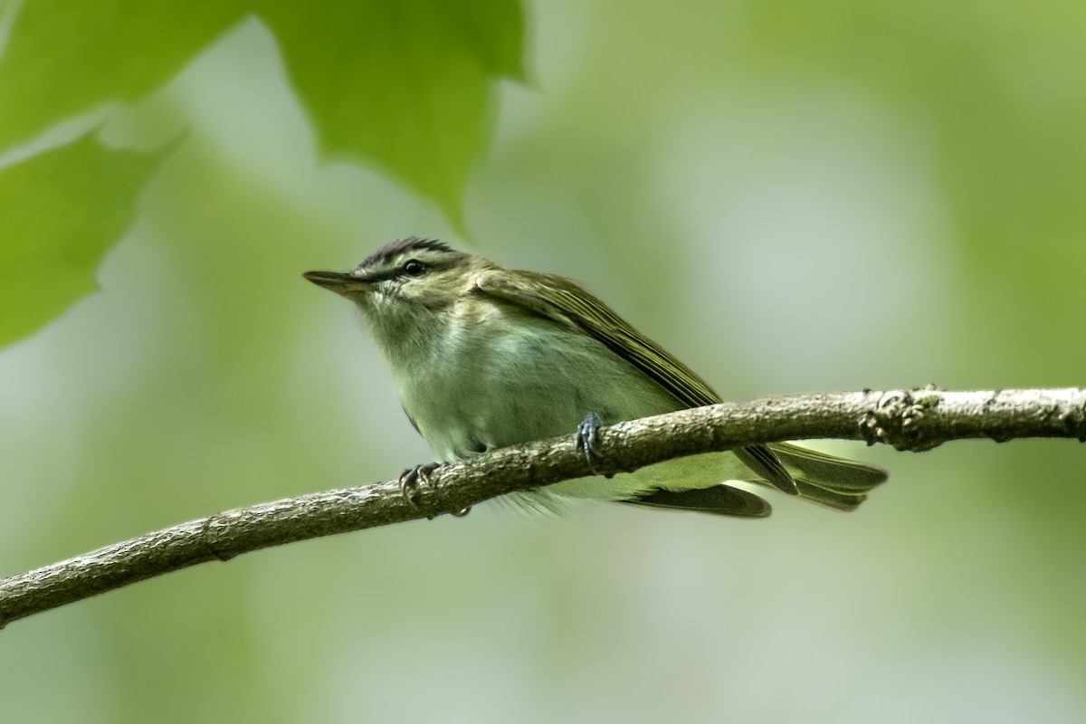 Red-eyed Vireo - ML635276742