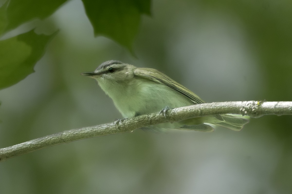 Red-eyed Vireo - ML635276746