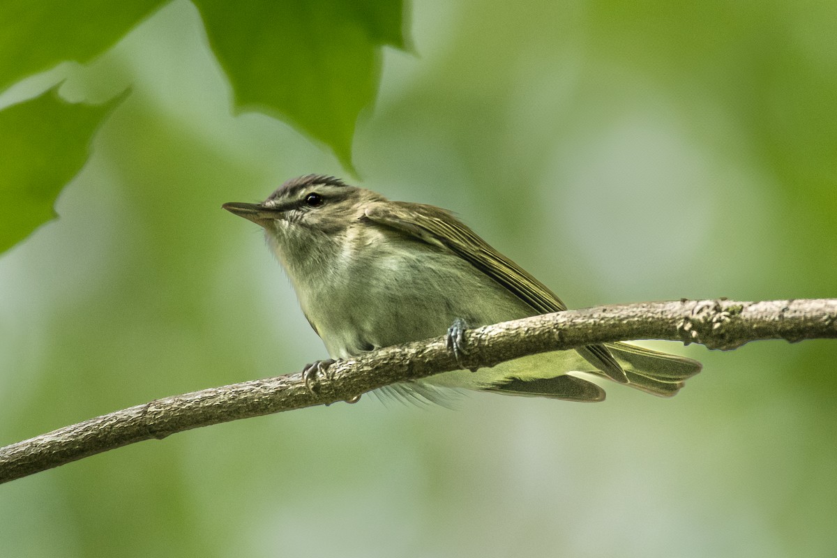 Red-eyed Vireo - ML635276748