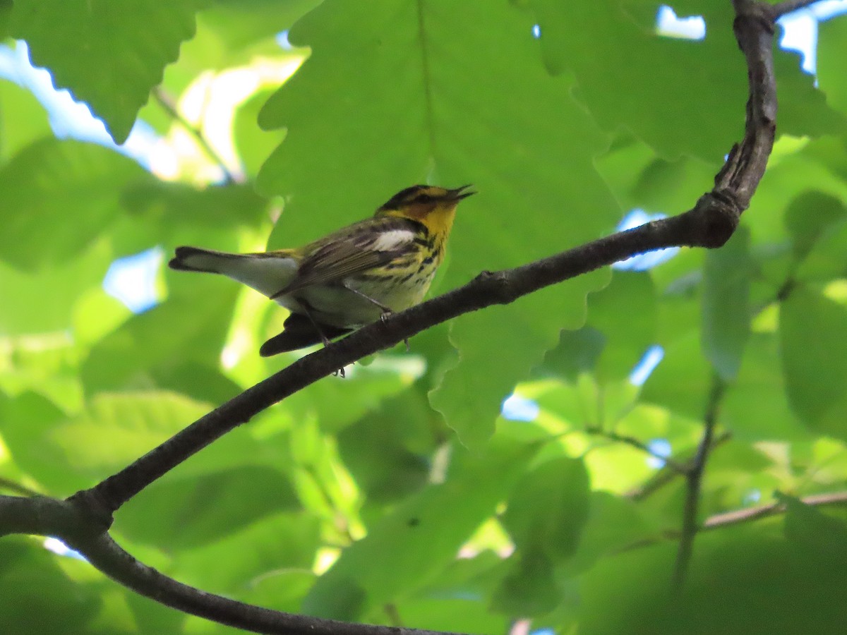 Cape May Warbler - ML635276750