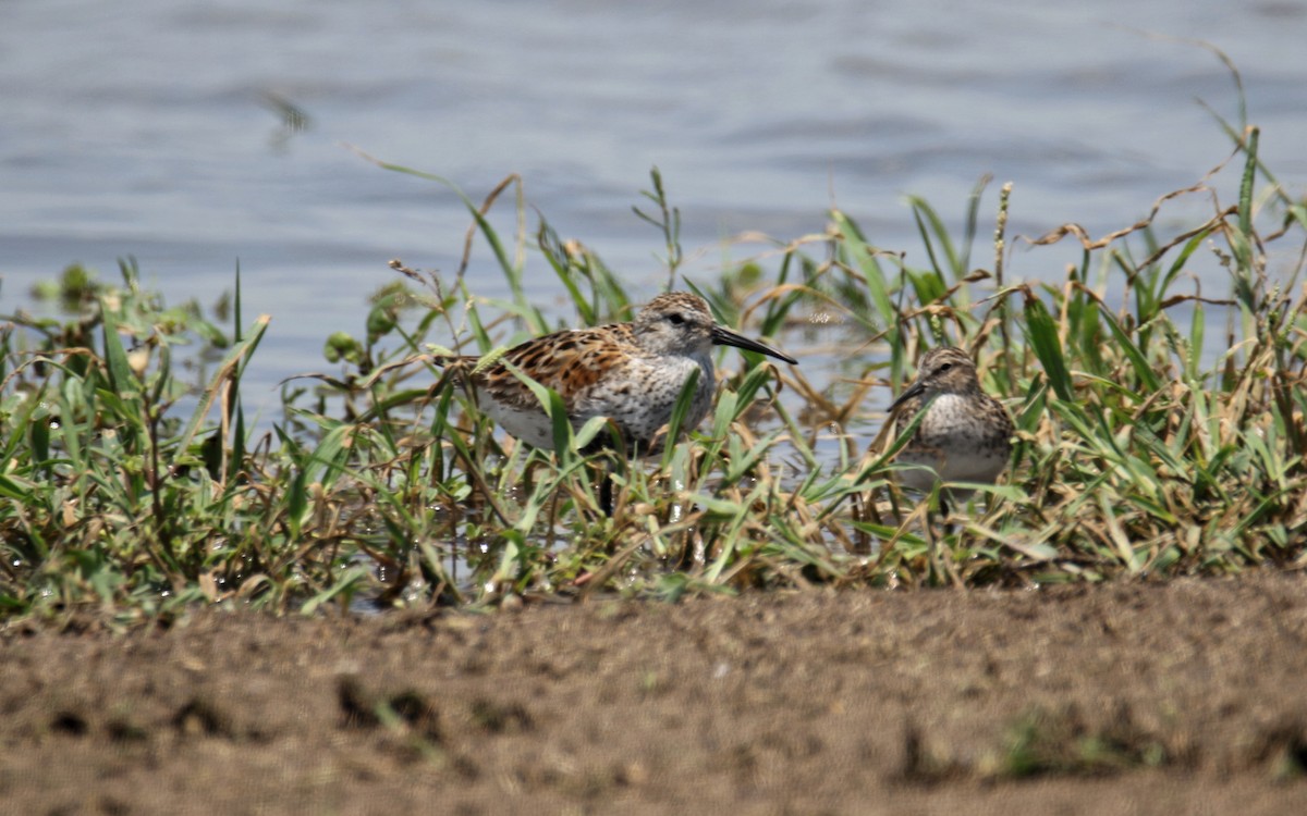 Dunlin - ML635276774