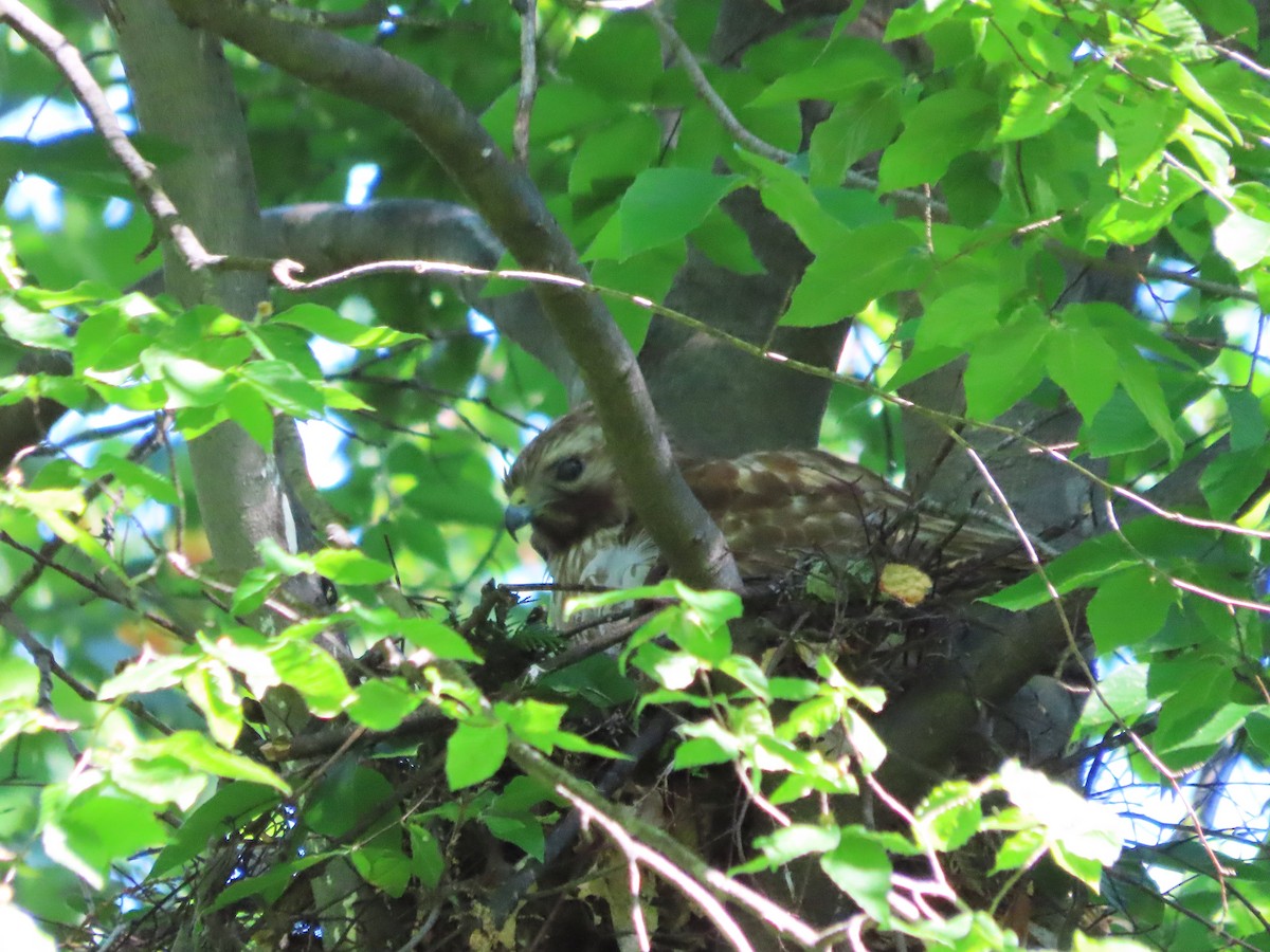 Red-shouldered Hawk - ML635276779