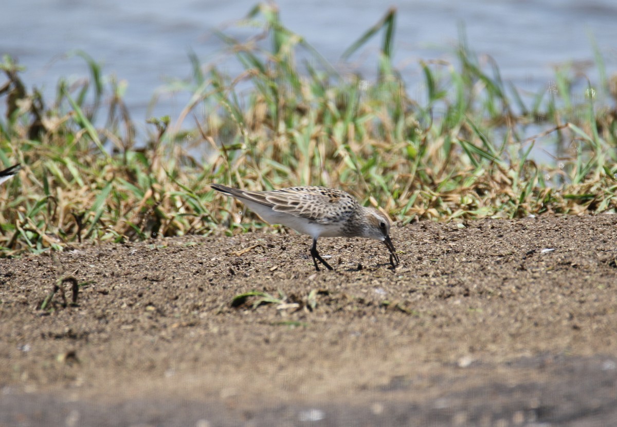 Baird's Sandpiper - ML635276853