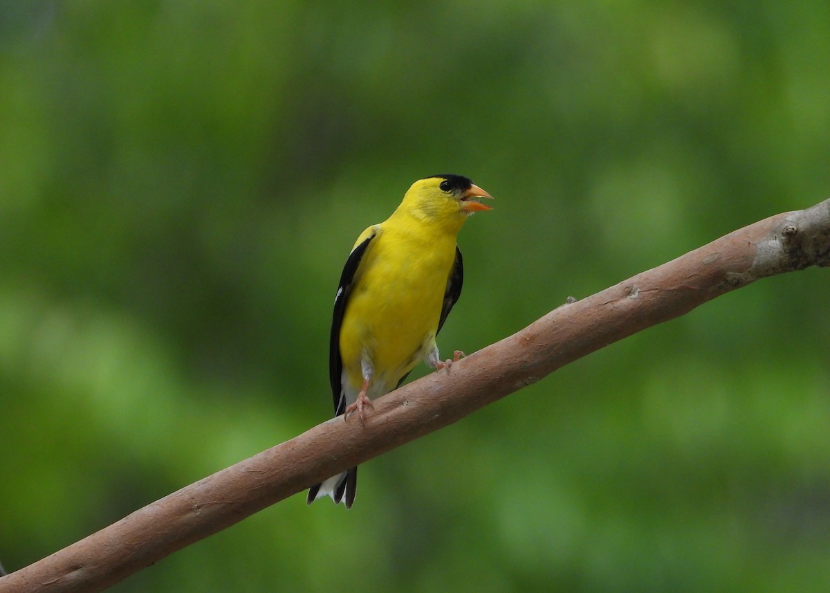 American Goldfinch - ML635276881