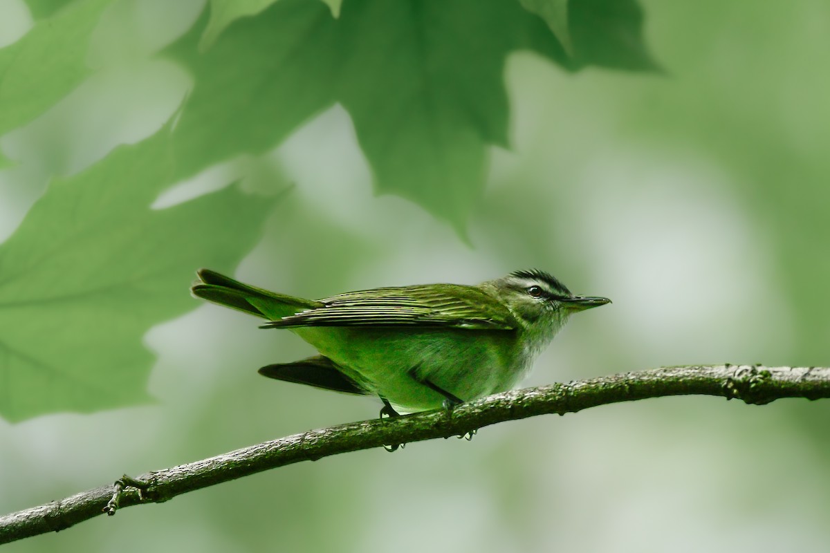Red-eyed Vireo - ML635276892