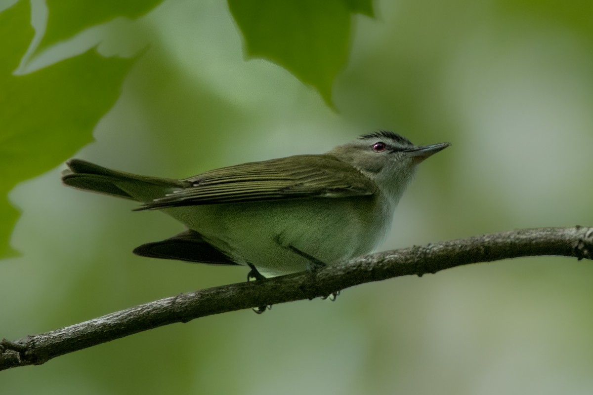 Red-eyed Vireo - ML635276896