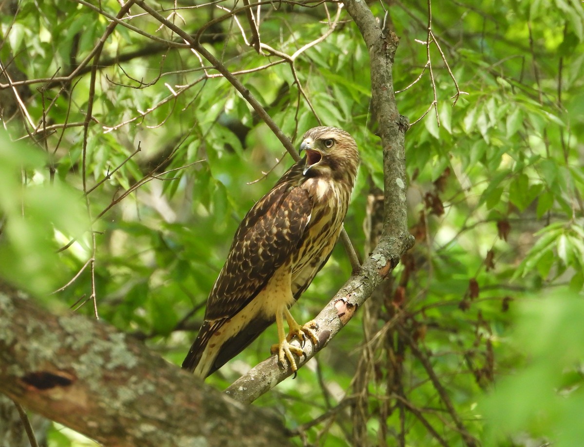 Red-shouldered Hawk - ML635277000
