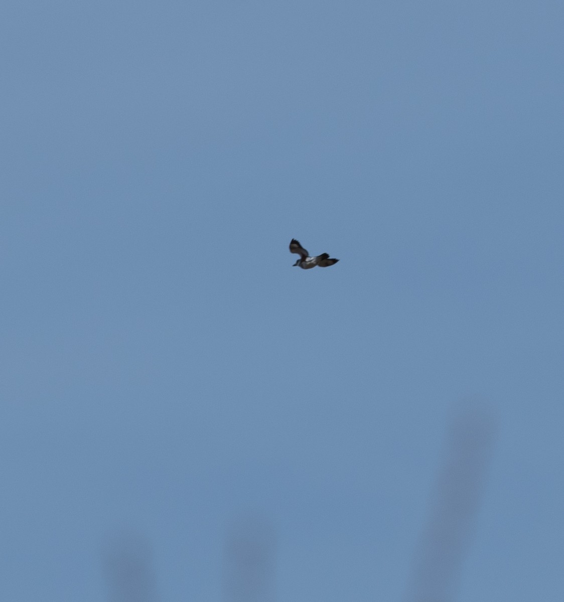 שלדג אמריקני - ML635277022