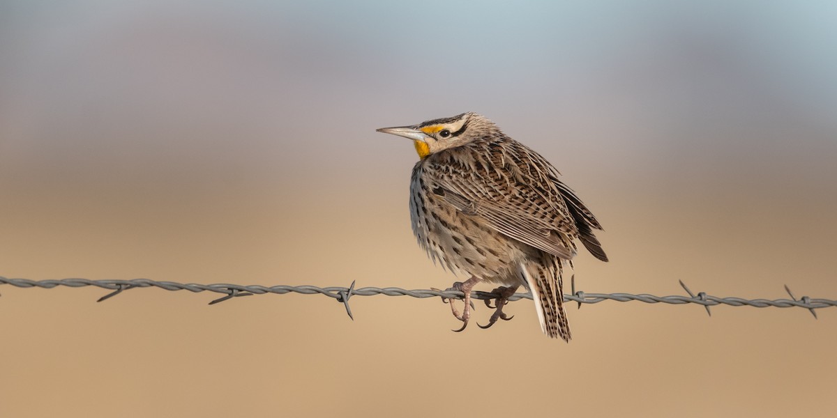Chihuahuan Meadowlark - ML635277089