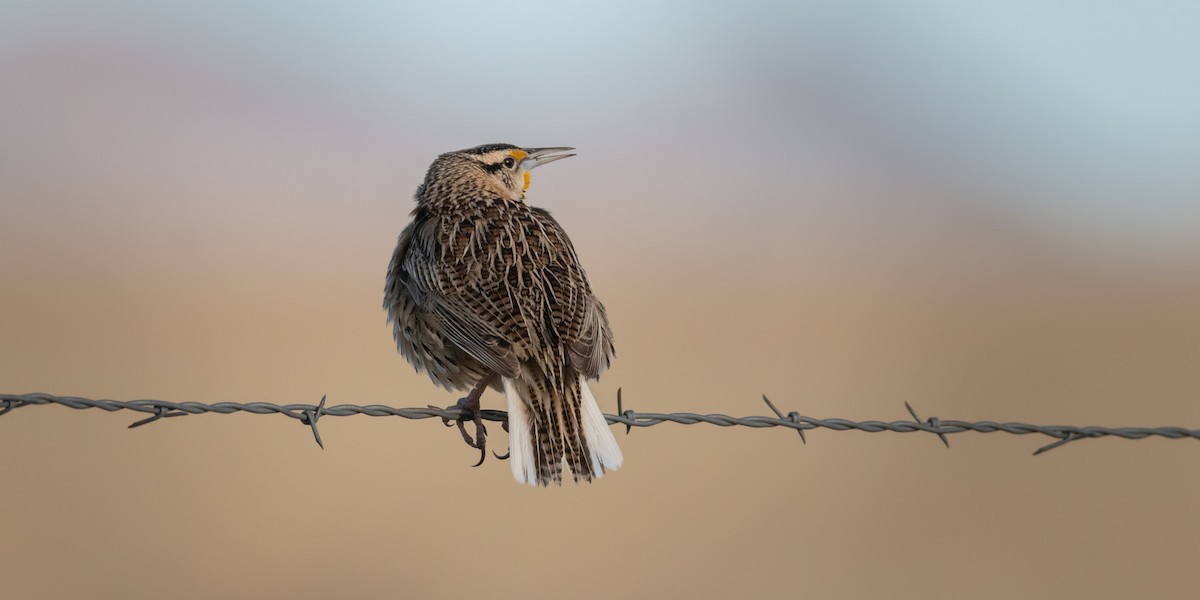Chihuahuan Meadowlark - ML635277090