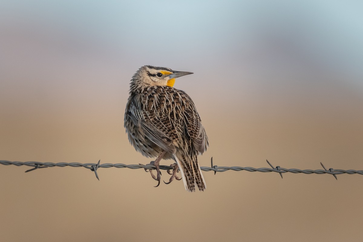 Chihuahuan Meadowlark - ML635277091