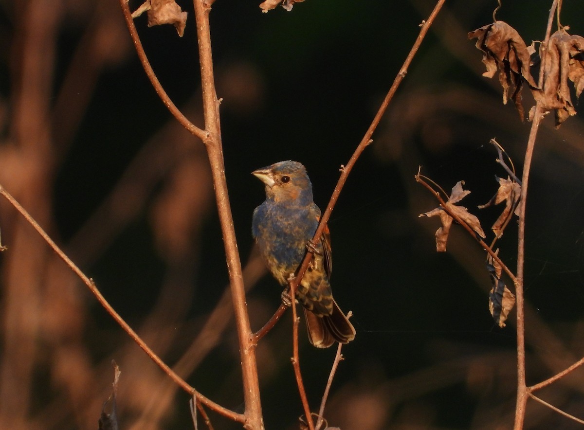 Blue Grosbeak - ML635277100