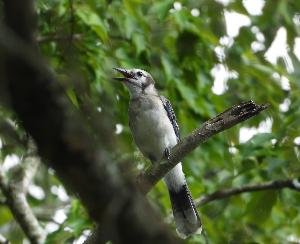 Blue Jay - ML635277199