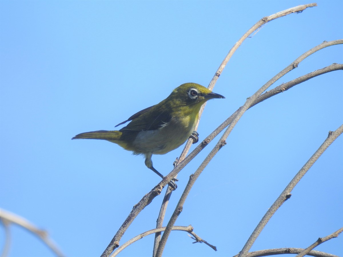 Warbling White-eye - ML635277296