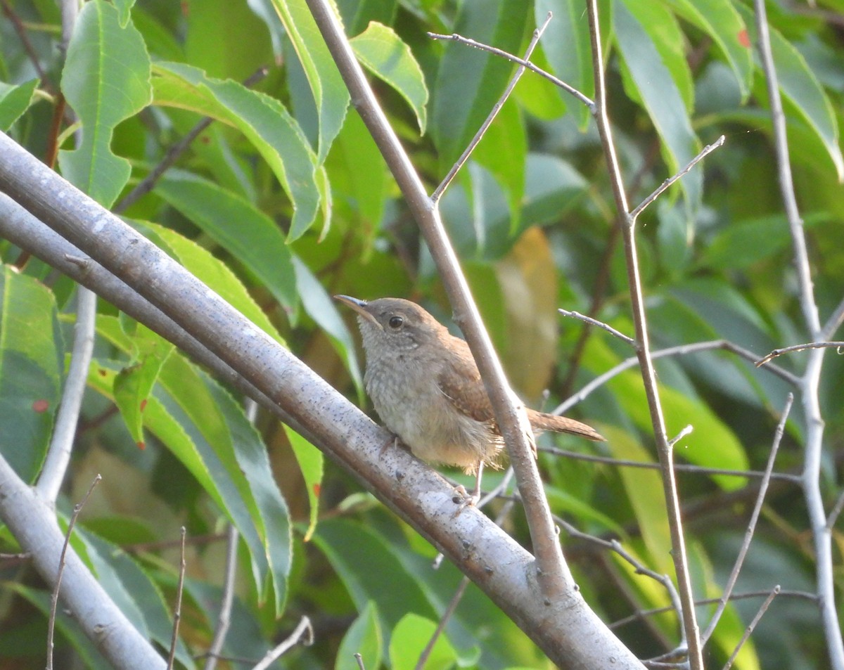 Northern House Wren - ML635277297