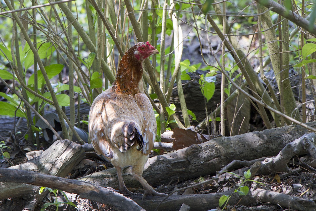 Red Junglefowl (Domestic type) - ML635277362