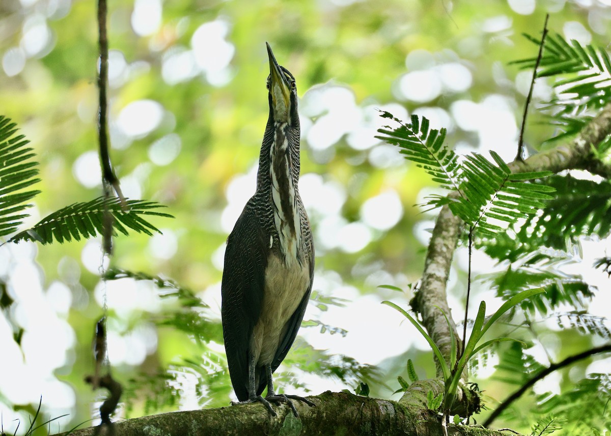 Fasciated Tiger-Heron - ML635277578