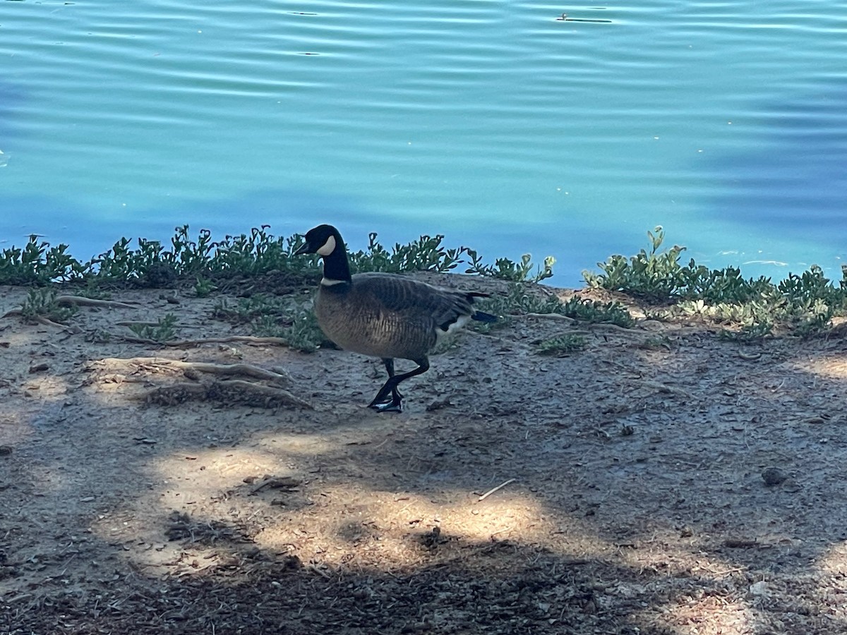 Branta kanadar txikia - ML635277590