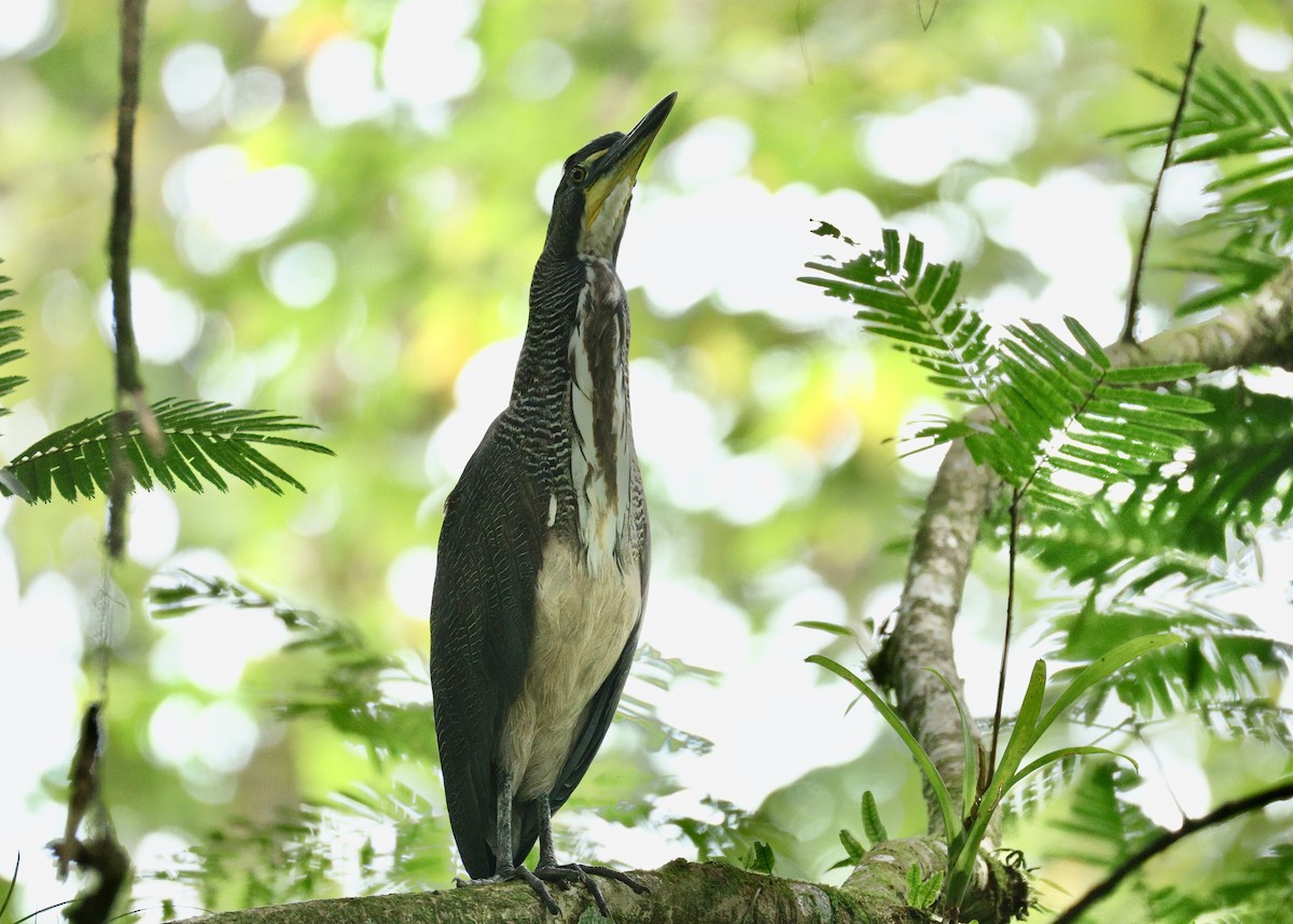 Fasciated Tiger-Heron - ML635277690