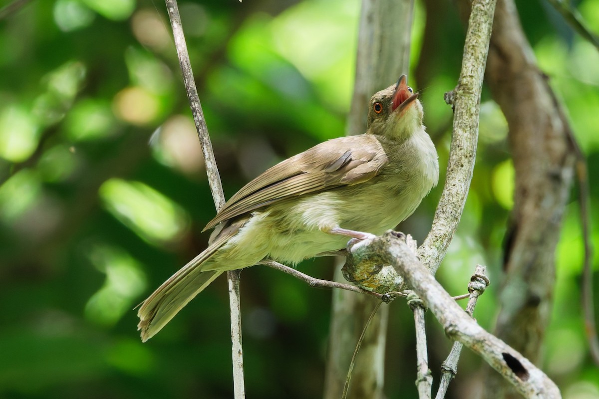rødøyebylbyl - ML635277718