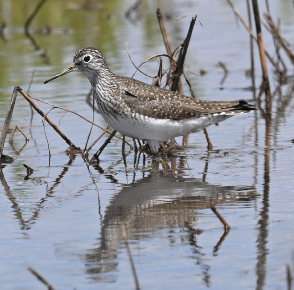 Solitary Sandpiper - ML635277749