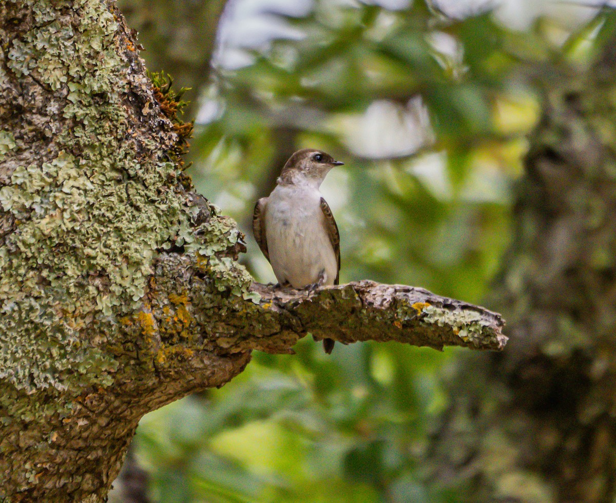 Hirondelle bicolore ou H. à face blanche - ML635277761