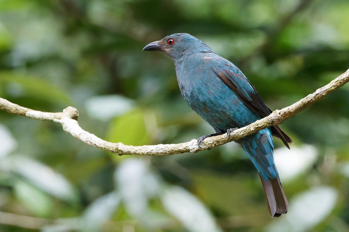 Asian Fairy-bluebird - ML635277820