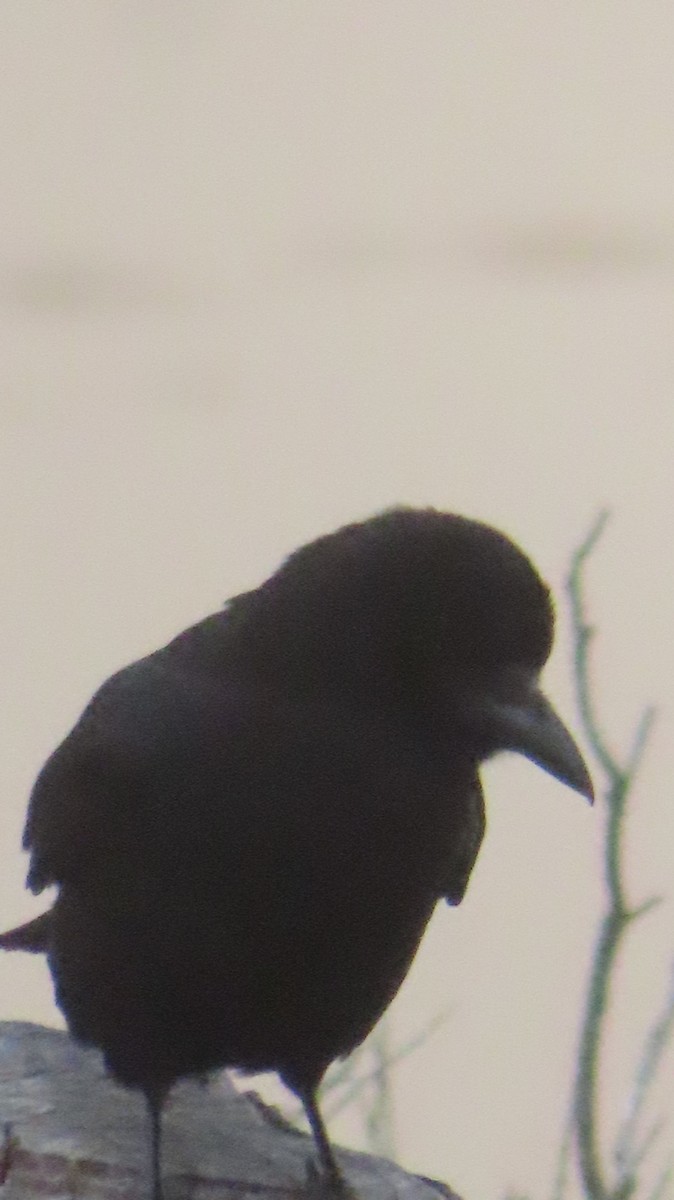 American Crow - ML635277859