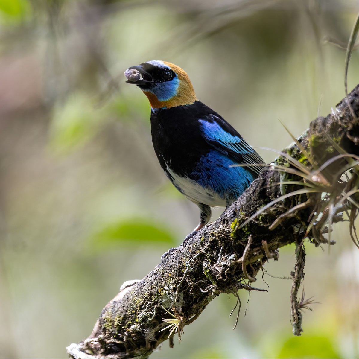 Golden-hooded Tanager - ML635277880