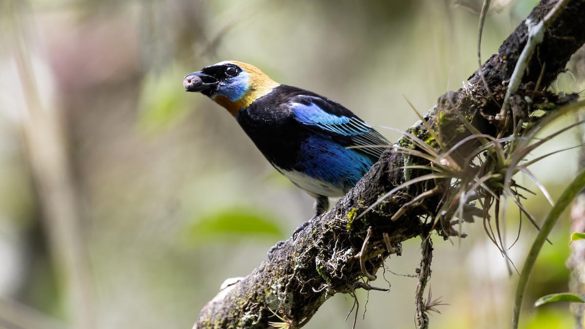 Golden-hooded Tanager - ML635277881