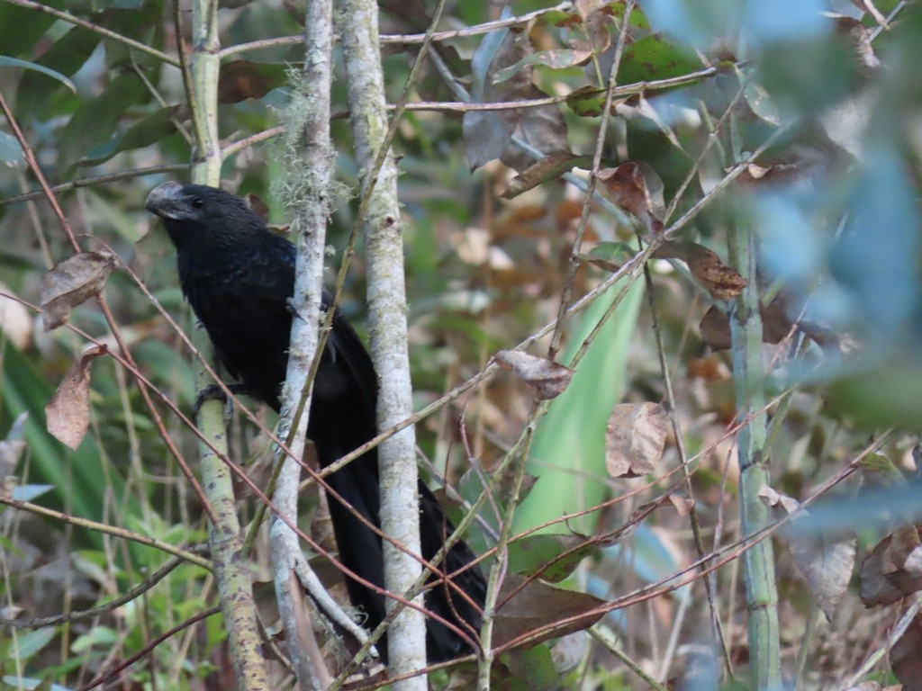 Smooth-billed Ani - ML635277888