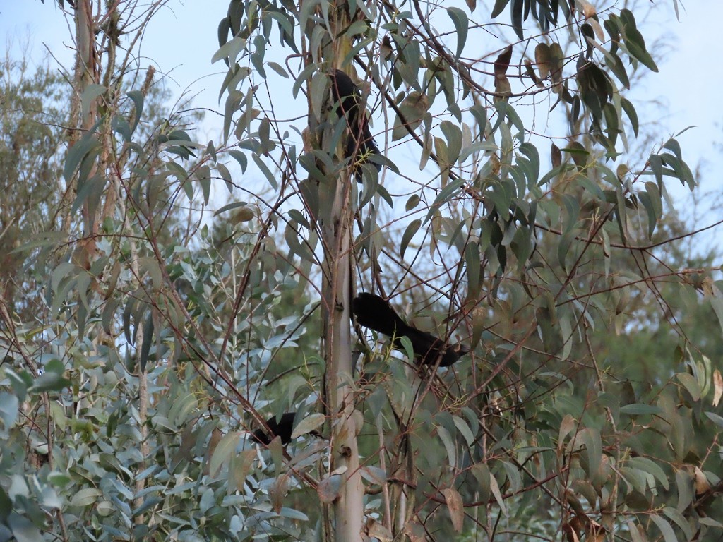 Smooth-billed Ani - ML635277890