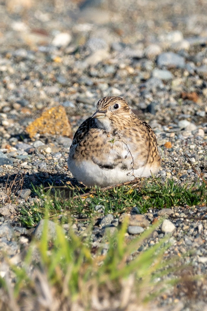 Least Seedsnipe - ML635277913