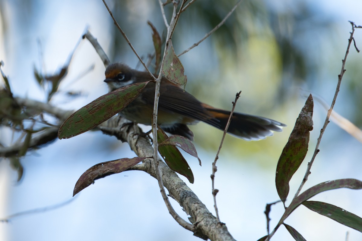 Australian Rufous Fantail - ML635277930