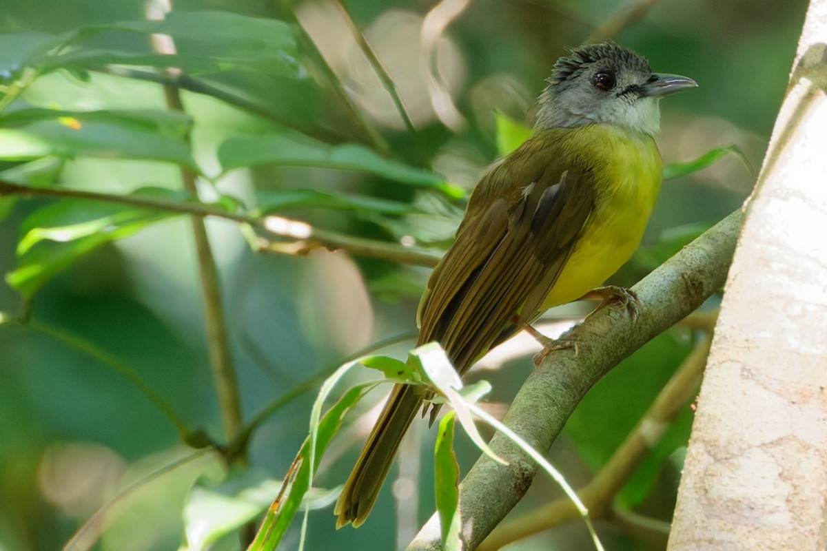 Yellow-bellied Bulbul - ML635277945
