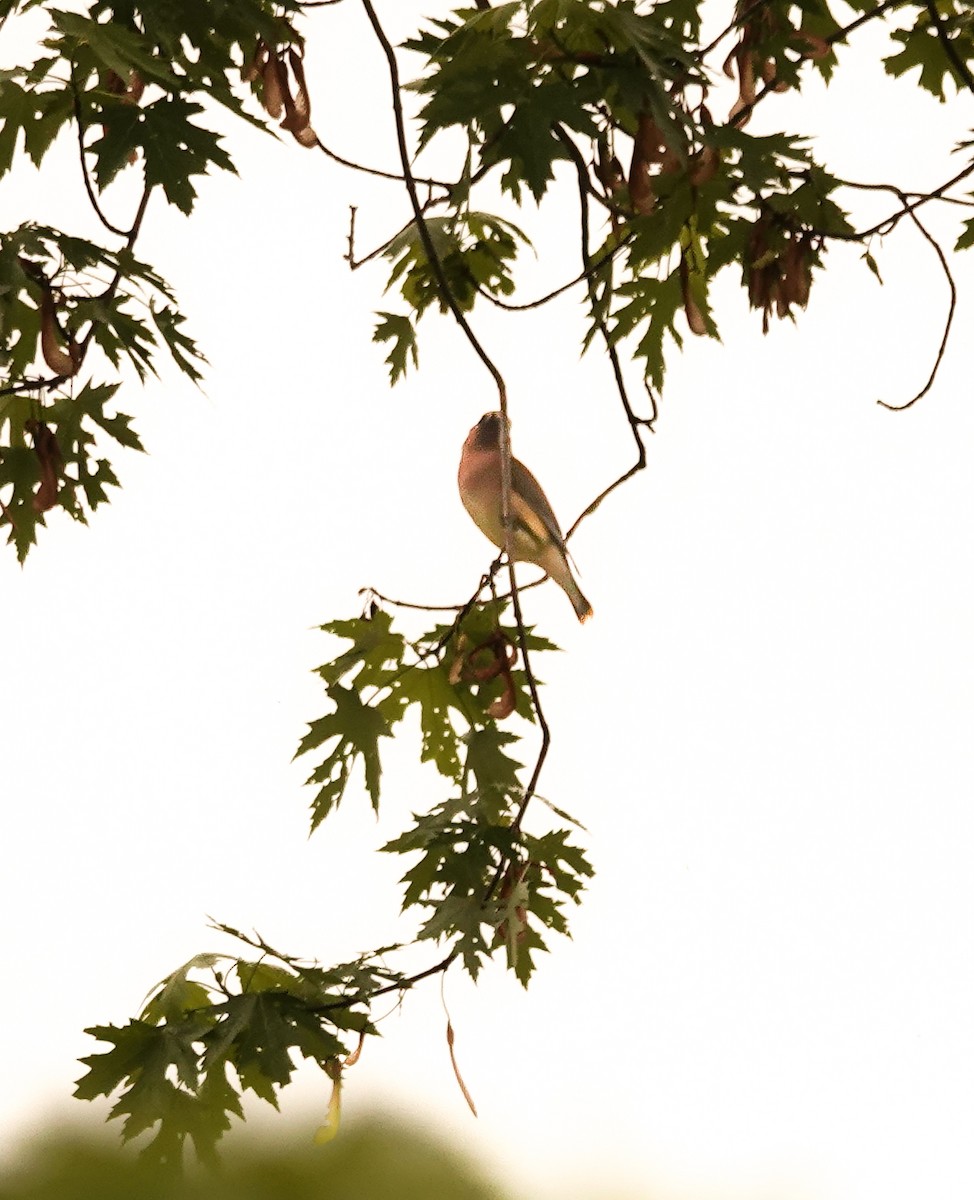 Cedar Waxwing - ML635277946