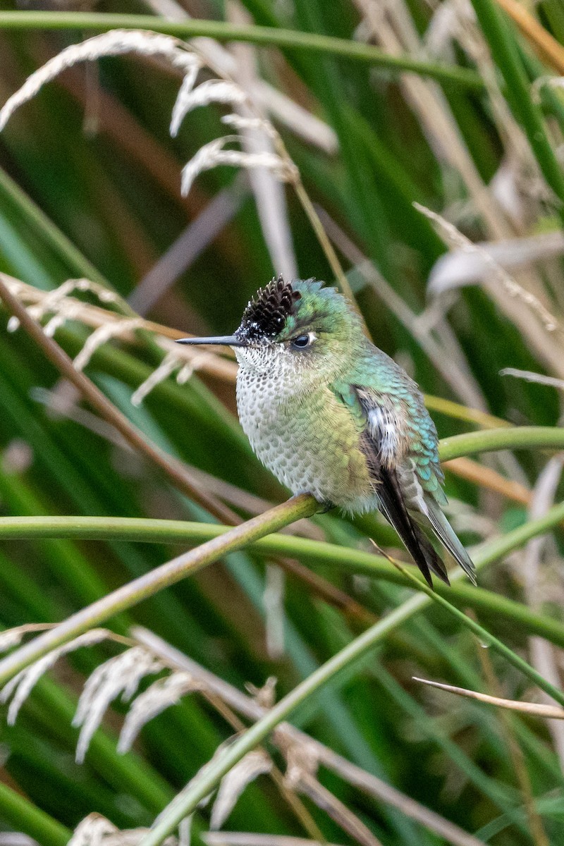 Green-backed Firecrown - ML635278025