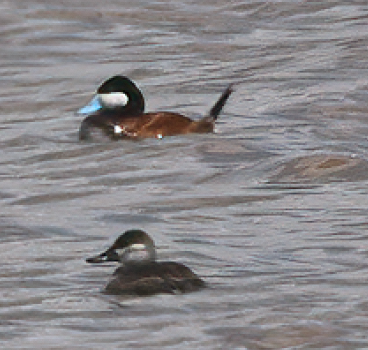 Ruddy Duck - ML635278045