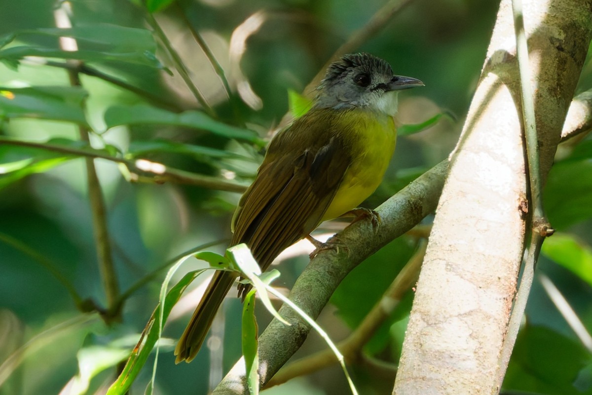 Yellow-bellied Bulbul - ML635278101