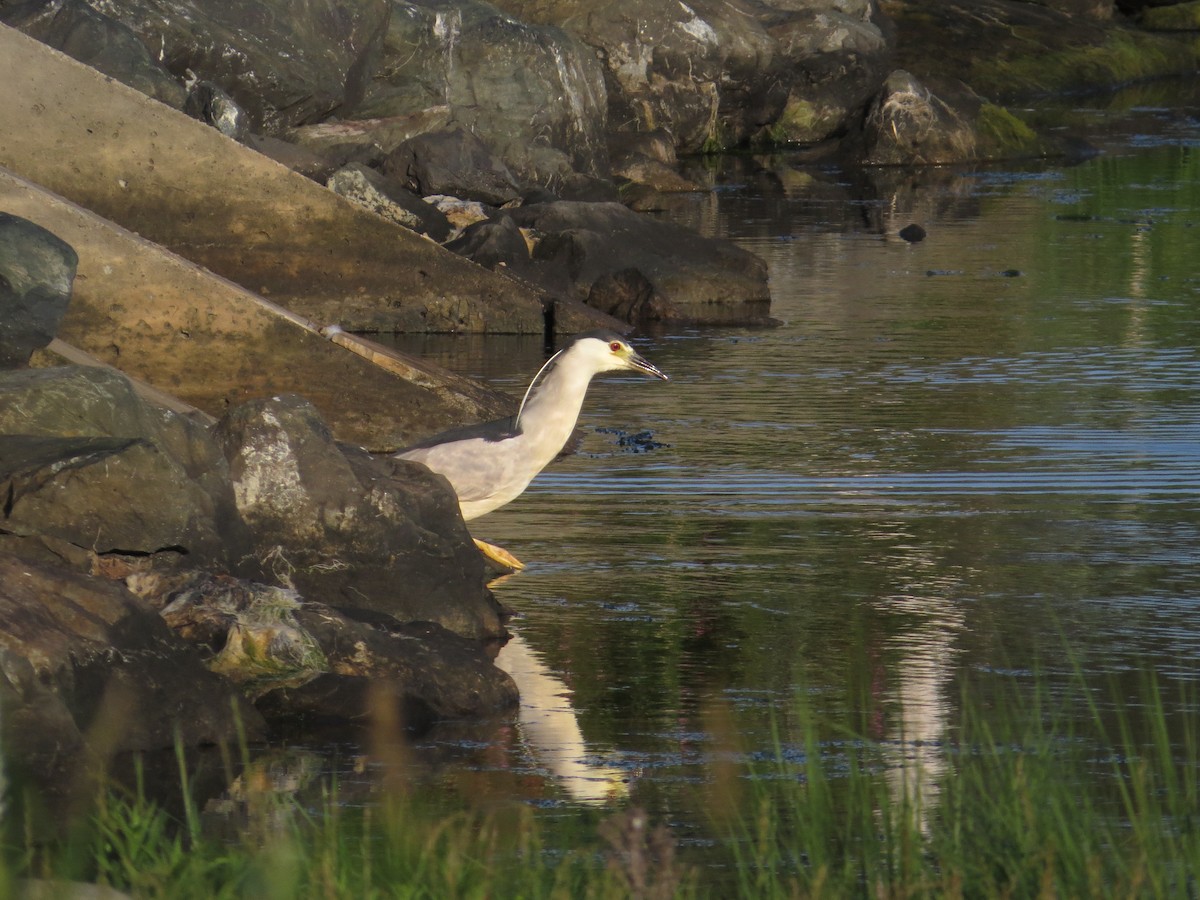 Black-crowned Night Heron - ML63527811