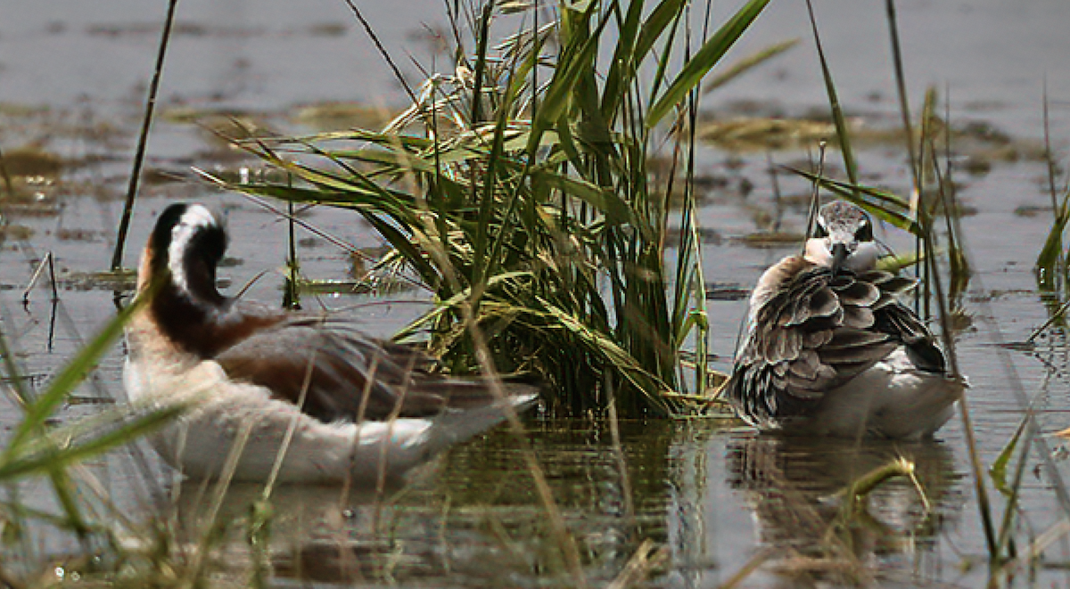 Wilson's Phalarope - ML635278129