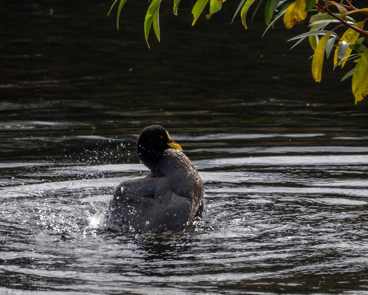 Red-gartered Coot - ML635278143