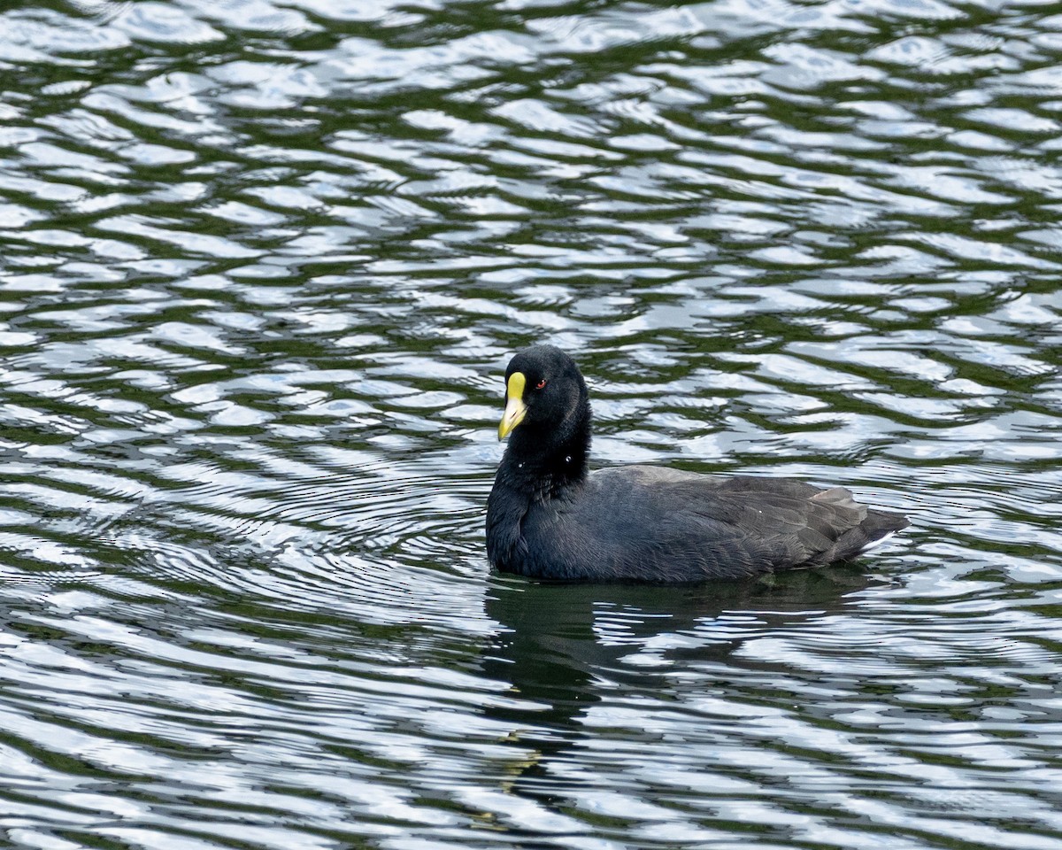 White-winged Coot - ML635278160
